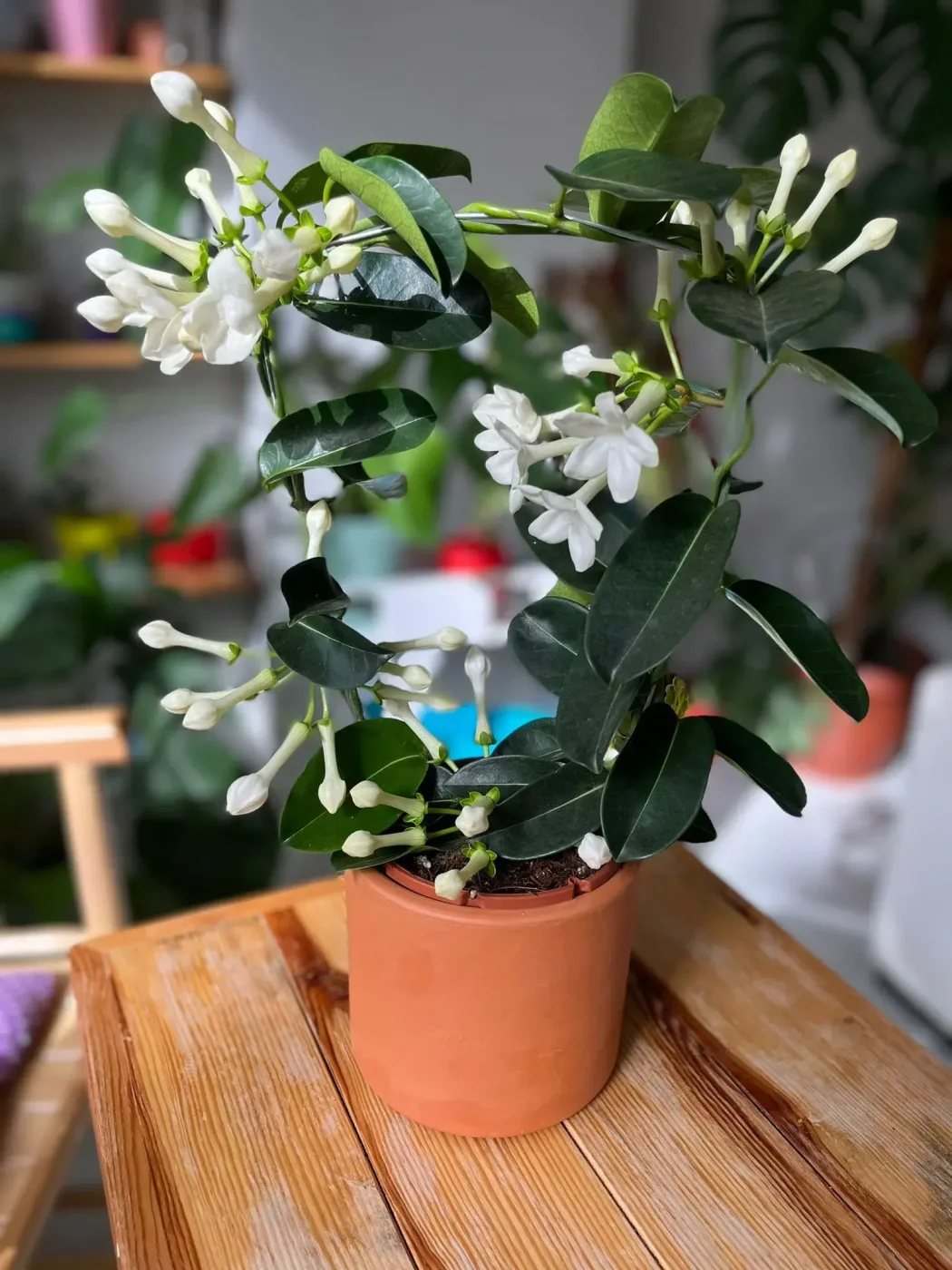Madagaskar Yasemini 50 cm