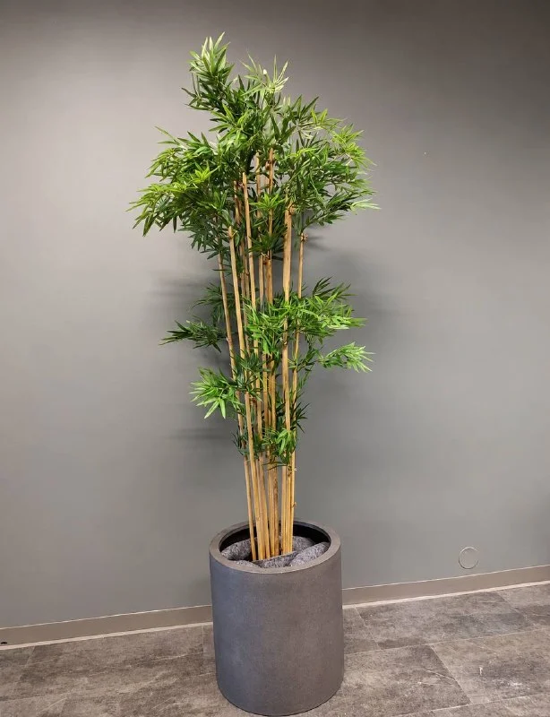Bambu Ağacı 170 cm Salon Bitkisi