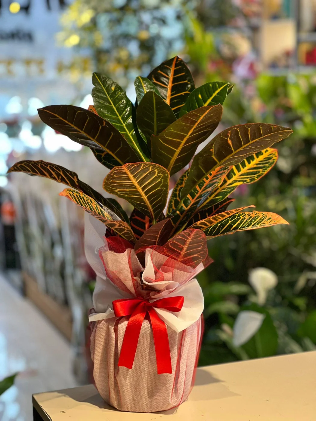 Kroton Çiçeği 60 cm Süslemeli