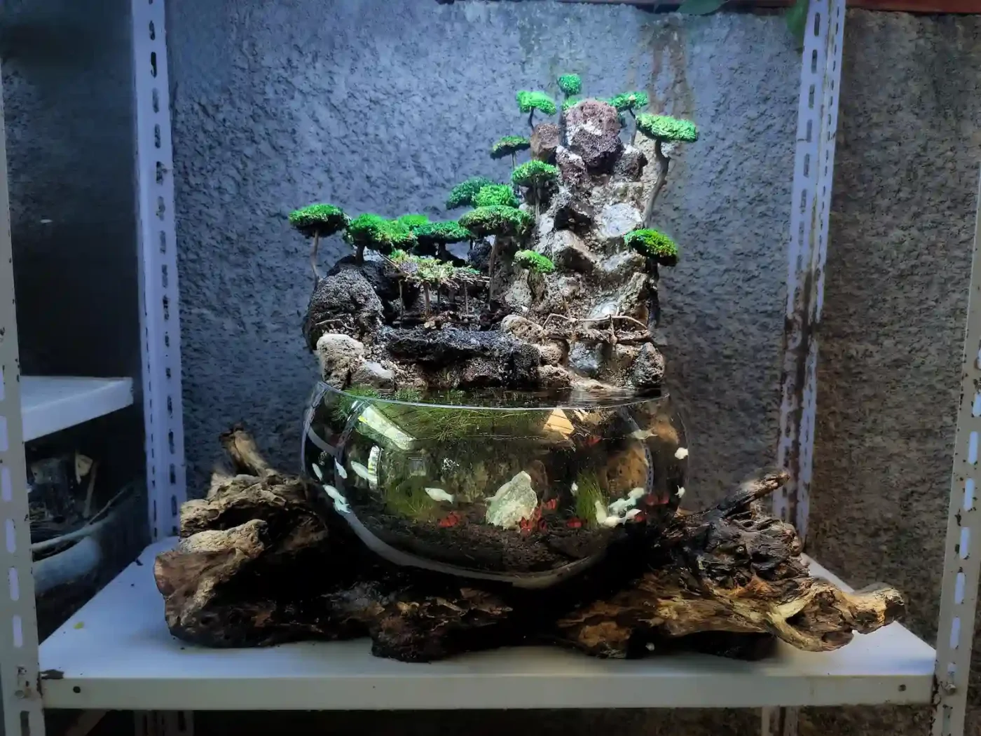XL Pemium Teraryum