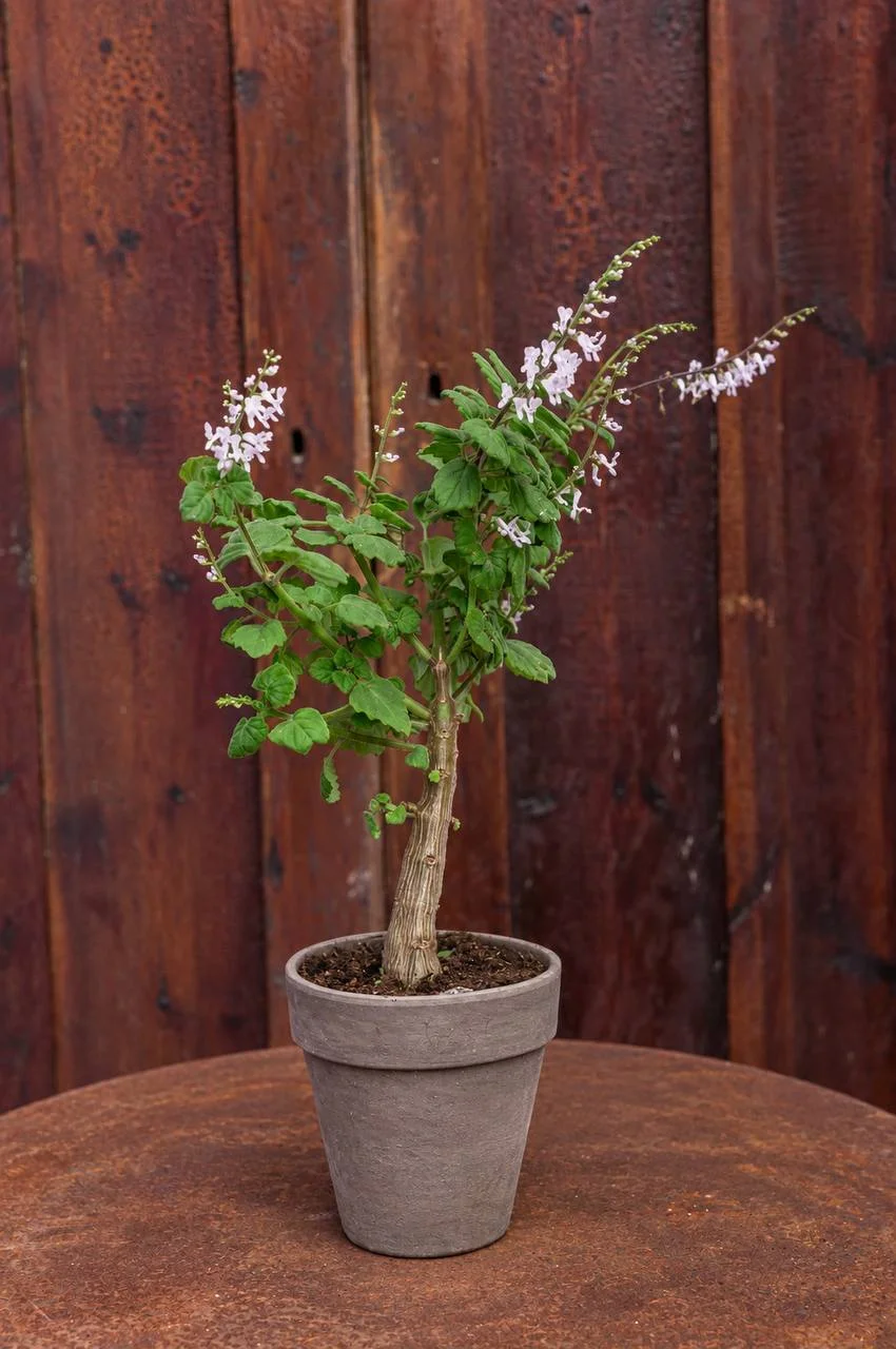 Plectranthus Ernstii (Yalanncı Bonzai)